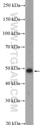Dynamitin (1-83 AA) Antibody in Western Blot (WB)