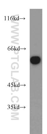 MAPK7 Antibody in Western Blot (WB)
