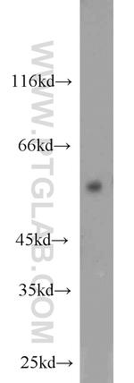 MAPK7 Antibody in Western Blot (WB)