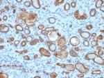 Occludin (Marker of Early Blood Brain Barrier Damage) Antibody in Immunohistochemistry (Paraffin) (IHC (P))