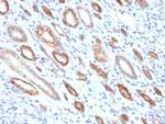 Occludin (Marker of Early Blood Brain Barrier Damage) Antibody in Immunohistochemistry (Paraffin) (IHC (P))