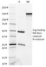 Occludin (Marker of Early Blood Brain Barrier Damage) Antibody in SDS-PAGE (SDS-PAGE)