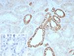 Occludin (OCLN) (Tight Junctions Marker) Antibody in Immunohistochemistry (Paraffin) (IHC (P))
