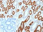Occludin (OCLN) (Tight Junctions Marker) Antibody in Immunohistochemistry (Paraffin) (IHC (P))