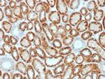 Occludin (OCLN) (Tight Junctions Marker) Antibody in Immunohistochemistry (Paraffin) (IHC (P))