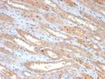 Occludin (OCLN) (Tight Junctions Marker) Monoclonal Antibody (OCLN/2182)