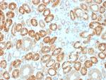 Occludin (OCLN) (Tight Junctions Marker) Antibody in Immunohistochemistry (Paraffin) (IHC (P))