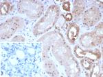 Occludin (OCLN) (Tight Junctions Marker) Antibody in Immunohistochemistry (Paraffin) (IHC (P))