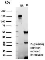 Occludin (OCLN) (Tight Junctions Marker) Antibody in SDS-PAGE (SDS-PAGE)