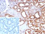Occludin (OCLN) (Tight Junctions Marker) Antibody in Immunohistochemistry (Paraffin) (IHC (P))