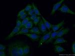 SHC Antibody in Immunocytochemistry (ICC/IF)