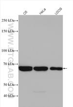 SHC Antibody in Western Blot (WB)