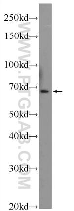 SHC Antibody in Western Blot (WB)