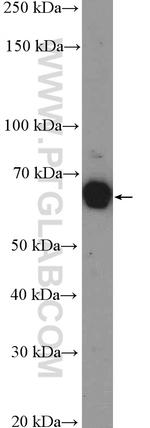 SHC Antibody in Western Blot (WB)