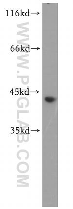 FKBPL Antibody in Western Blot (WB)