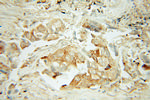 OS9 Antibody in Immunohistochemistry (Paraffin) (IHC (P))