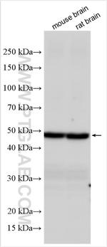 Beta Tubulin Antibody in Western Blot (WB)