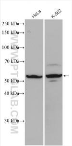 CSTF1 Antibody in Western Blot (WB)