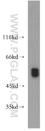 CSTF1 Antibody in Western Blot (WB)
