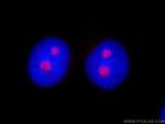 HINFP Antibody in Immunocytochemistry (ICC/IF)