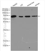 HINFP Antibody in Western Blot (WB)