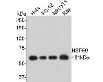 HSP60 Antibody in Western Blot (WB)