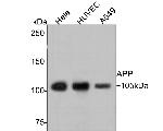 Amyloid Beta A4 Precursor (APP) Antibody in Western Blot (WB)