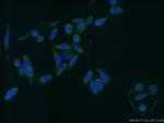 GAS7 Antibody in Immunocytochemistry (ICC/IF)