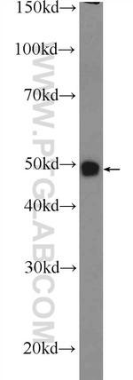 GAS7 Antibody in Western Blot (WB)