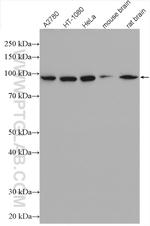 Importin beta Antibody in Western Blot (WB)