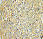 OLFM1 Antibody in Immunohistochemistry (Paraffin) (IHC (P))