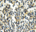 PAFAH2 Antibody in Immunohistochemistry (Paraffin) (IHC (P))