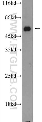 ACVR1B Antibody in Western Blot (WB)