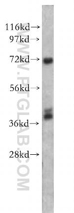 Annexin IV Antibody in Western Blot (WB)