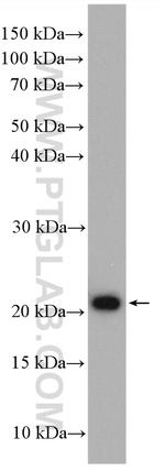COPS8/COP9 Antibody in Western Blot (WB)