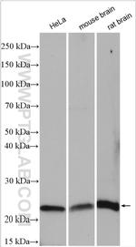 COPS8/COP9 Antibody in Western Blot (WB)