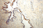 ARL2BP Antibody in Immunohistochemistry (Paraffin) (IHC (P))