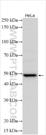 KCNS3 Antibody in Western Blot (WB)