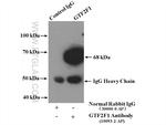 GTF2F1 Antibody in Immunoprecipitation (IP)
