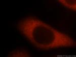 EEF1B2 Antibody in Immunocytochemistry (ICC/IF)