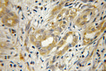 EEF1B2 Antibody in Immunohistochemistry (Paraffin) (IHC (P))