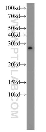 EEF1B2 Antibody in Western Blot (WB)