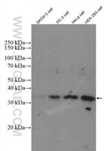 EEF1B2 Antibody in Western Blot (WB)