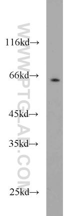 PCTAIRE1 Antibody in Western Blot (WB)