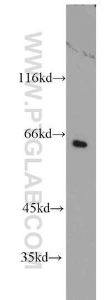 PCTAIRE1 Antibody in Western Blot (WB)