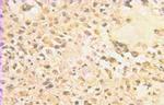 GPAA1 Antibody in Immunohistochemistry (Paraffin) (IHC (P))
