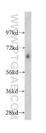 GPAA1 Antibody in Western Blot (WB)