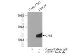 UBE2T/HSPC150 Antibody in Immunoprecipitation (IP)