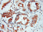 SPIN2B Antibody in Immunohistochemistry (Paraffin) (IHC (P))