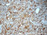 NUMBL Antibody in Immunohistochemistry (Paraffin) (IHC (P))